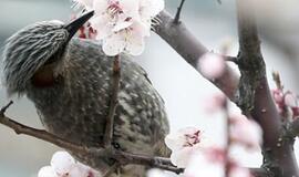 Slaptas augalų gyvenimas