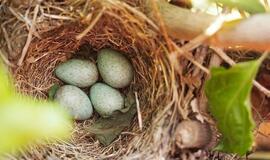 Yra toks vienas dalykas, kurio nelaukiame