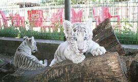 Baltųjų tigrų Klaipėdoje – jau trylika
