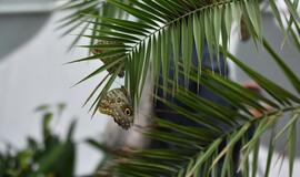 Atogrąžų drugeliams Smiltynėje sukūrė tropikus