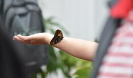 Atogrąžų drugeliams Smiltynėje sukūrė tropikus