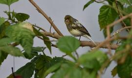 Atogrąžų drugeliams Smiltynėje sukūrė tropikus