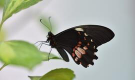 Atogrąžų drugeliams Smiltynėje sukūrė tropikus