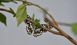 Atogrąžų drugeliams Smiltynėje sukūrė tropikus