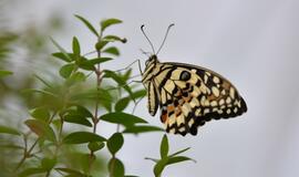 Atogrąžų drugeliams Smiltynėje sukūrė tropikus