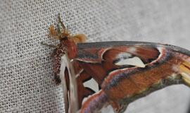 Atogrąžų drugeliams Smiltynėje sukūrė tropikus