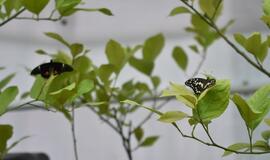 Atogrąžų drugeliams Smiltynėje sukūrė tropikus