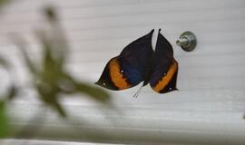 Atogrąžų drugeliams Smiltynėje sukūrė tropikus