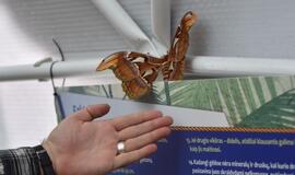 Atogrąžų drugeliams Smiltynėje sukūrė tropikus