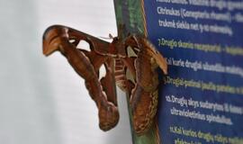 Atogrąžų drugeliams Smiltynėje sukūrė tropikus