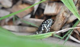 Atogrąžų drugeliams Smiltynėje sukūrė tropikus