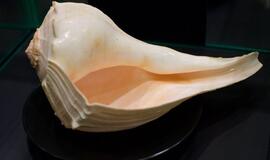 Klaipėdos „Akropolyje“ Jūrų muziejus kviečia aplankyti.... Jūros stalą