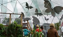 Atogrąžų drugeliams Smiltynėje sukūrė tropikus