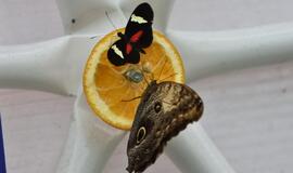 Atogrąžų drugeliams Smiltynėje sukūrė tropikus