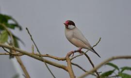 Atogrąžų drugeliams Smiltynėje sukūrė tropikus