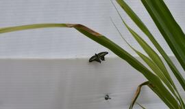 Atogrąžų drugeliams Smiltynėje sukūrė tropikus