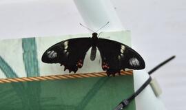 Atogrąžų drugeliams Smiltynėje sukūrė tropikus