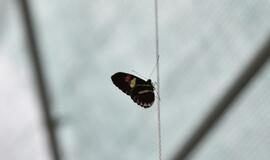 Atogrąžų drugeliams Smiltynėje sukūrė tropikus