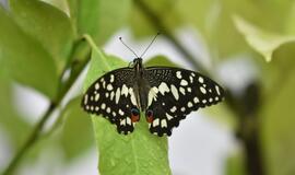 Atogrąžų drugeliams Smiltynėje sukūrė tropikus