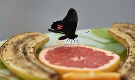 Atogrąžų drugeliams Smiltynėje sukūrė tropikus