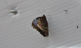 Atogrąžų drugeliams Smiltynėje sukūrė tropikus