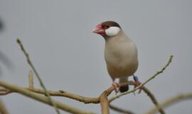 Atogrąžų drugeliams Smiltynėje sukūrė tropikus