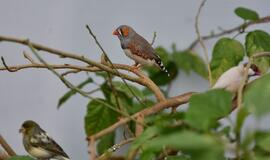 Atogrąžų drugeliams Smiltynėje sukūrė tropikus