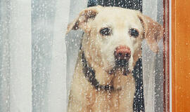 Šią savaitę bus tvanku, dažnai palis