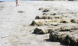 Neringoje vežant išvirto dvokiantis nuotekų dumblas