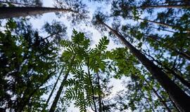 Orai: žadėto atvėsimo reikės palaukti