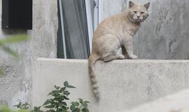 Tropinio karščio atslūgimo dar teks palaukti