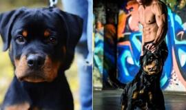 Vilniuje nuodijami šunys