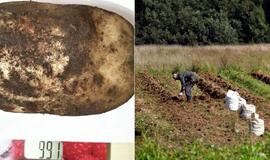 Bulvių lauke Gargžduose – neįtikėtinas radinys