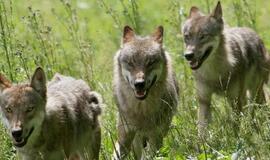 Gyvulius Telšių rajone pjauna vilkai, o ne meška