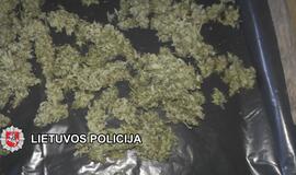 „Sodininkai“ užaugino kanapių už 25000 eurų