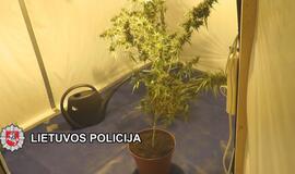 „Sodininkai“ užaugino kanapių už 25000 eurų