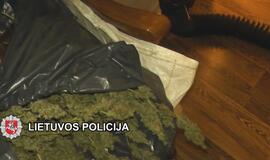 „Sodininkai“ užaugino kanapių už 25000 eurų