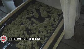 „Sodininkai“ užaugino kanapių už 25000 eurų