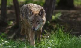 Pjaunami gyvuliai - vilkai moko savo vaikus medžioti