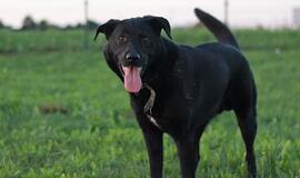 Šiandien namų ieško: Marsas