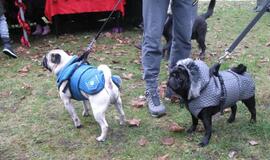 Tikslinėje teritorijoje nori aikštelių keturkojams