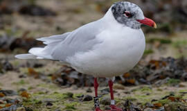 Klaipėdoje sužieduotas paukštis keliauja po Europą