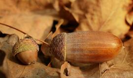 Miškininkai pasės beveik visas surinktas 25 tonas gilių