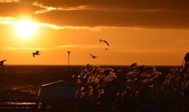 Nemokamos mankštos Nidoje