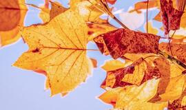 Netrukus šildys 16 laipsnių šiluma