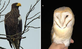 Pamaryje - dvi Lietuvoje retos paukščių rūšys