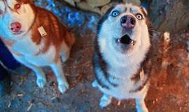 Už lojantį šunį siūloma bausti bauda iki 300 eurų