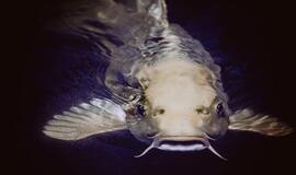 Įsigalioja draudimas gaudyti šamus