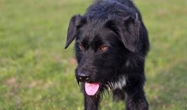 Šiandien namų ieško: Mambo