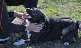 Šiandien namų ieško: Nora